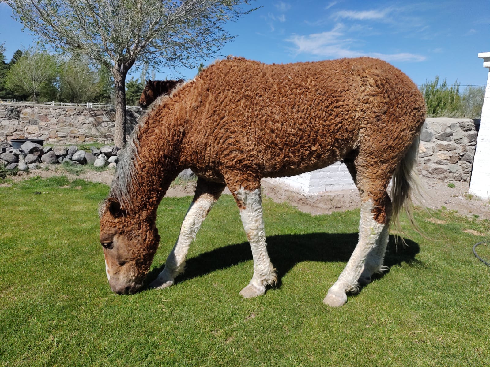 Caballos con Rulos