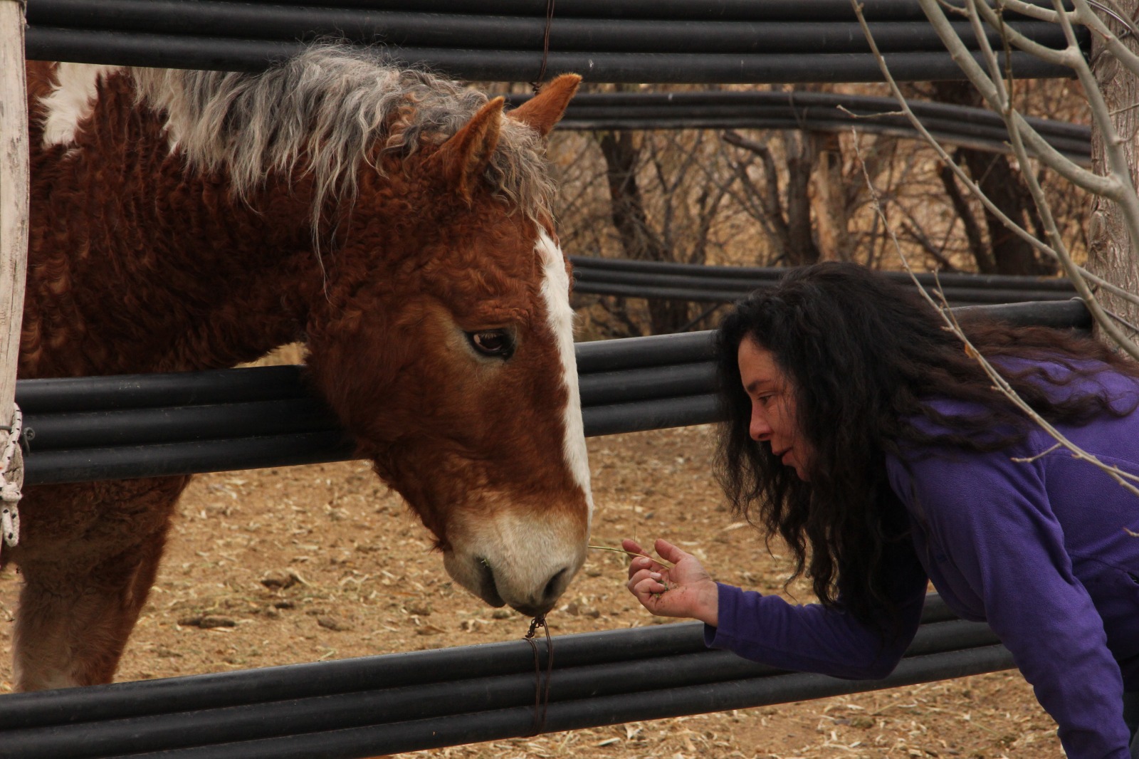 Caballos con Rulos 1