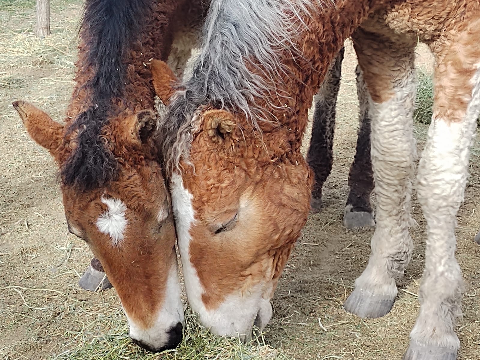 caballos con rulos